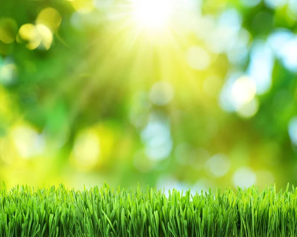 Mooie Bokeh Zonnige Natuur Achtergrond Groen Gras Voorgrond Bestand Bevat — Stockfoto