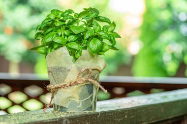 Taze yeşil fesleğenli tencere ve arka planda bulanık doğa..