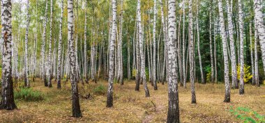 Güzel bir sonbahar huş ağacı ormanı. Sarı çimenlerin üzerinde beyaz huş ağacının renkli parlak kabuğu.