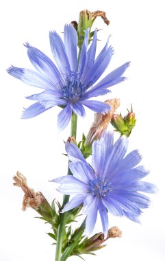 Çiçekli hindiba bitkisi. Güzel mavi çiçekler beyaz arkaplanda kapanıyor..