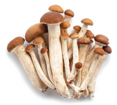 Beyaz arka planda izole edilmiş Armillaria mellea ya da bal mantarları.