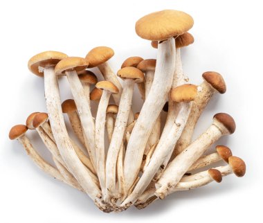 Beyaz arka planda izole edilmiş Armillaria mellea ya da bal mantarları.