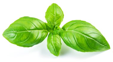 Beyaz arka planda izole edilmiş taze yeşil fesleğen yaprakları..