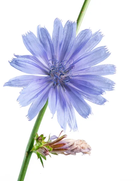 Chicory Plant Blossom Beautiful Blue Flowers Close White Background — Stock Photo, Image