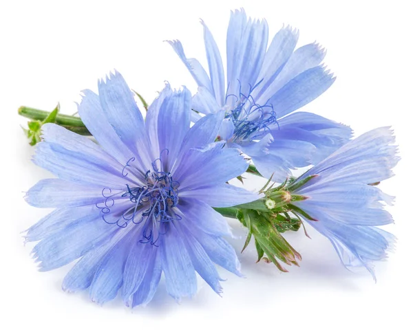 桜のチコリの植物 白い背景に美しい青の花を閉じます — ストック写真