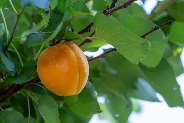 Зрізати Абрикосові Плоди Між Зеленим Листям Абрикосового Дерева — стокове фото