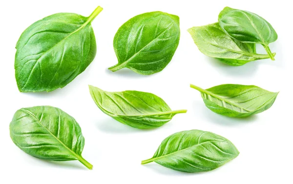 Set Fresh Green Basil Leaves Isolated White Background — Stock Photo, Image