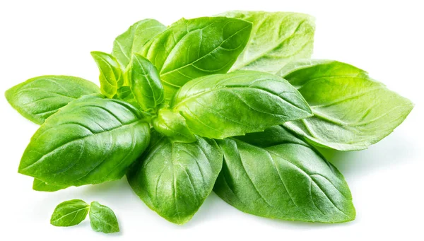 Macro Shot Fresh Green Basil Leaves Isolated White Background — Stock Photo, Image