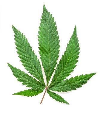 Kenevir yaprağı ya da kenevir yaprağı beyaz arka planda izole edilmiştir. Kapat..