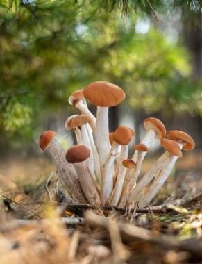 Ormandaki çam ağacının altında yetişen Armillaria mellea veya bal mantarı..