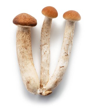 Beyaz arka planda izole edilmiş Armillaria mellea ya da bal mantarları.