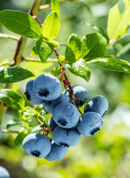 自然背景下的蓝莓灌木上成熟的蓝莓 — 图库照片