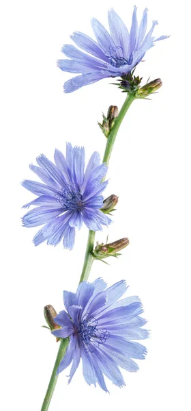 Chicory Plant Blossom Beautiful Blue Flowers Close White Background — Stock Photo, Image