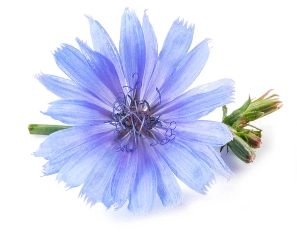 Άνθος Του Φυτού Chicory Όμορφα Μπλε Λουλούδια Κοντά Στο Λευκό — Φωτογραφία Αρχείου