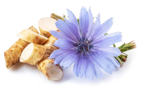 Chicory Flowers Roots Close White Background — Stock Photo, Image