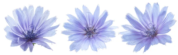3つの美しい青いチコリの花のセットを閉じます ファイルにクリッピングパスが含まれています — ストック写真
