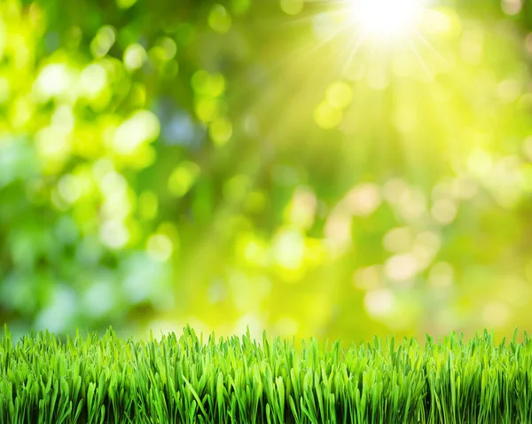 Beautiful Bokeh Sunny Nature Background Green Grass Foreground File Contains — Stock Photo, Image