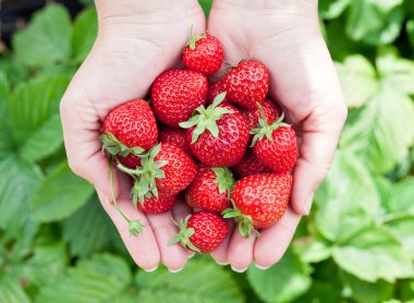 bir kadının ellerinde çilek meyve.