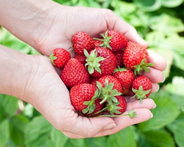 bir kadının ellerinde çilek meyve.