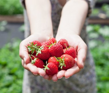 bir kadının ellerinde çilek meyve.
