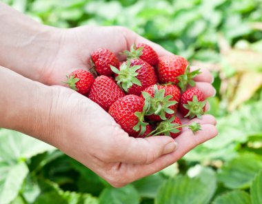 bir kadının ellerinde çilek meyve.