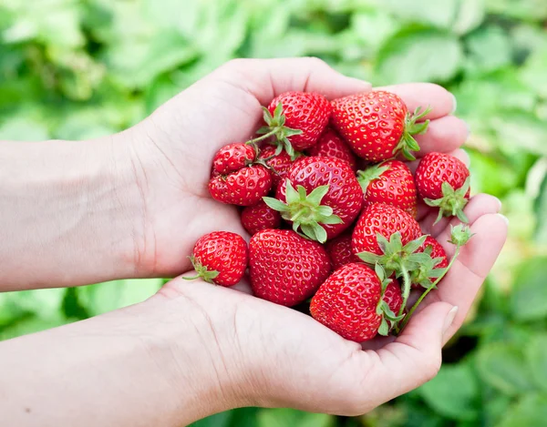 bir kadının ellerinde çilek meyve.