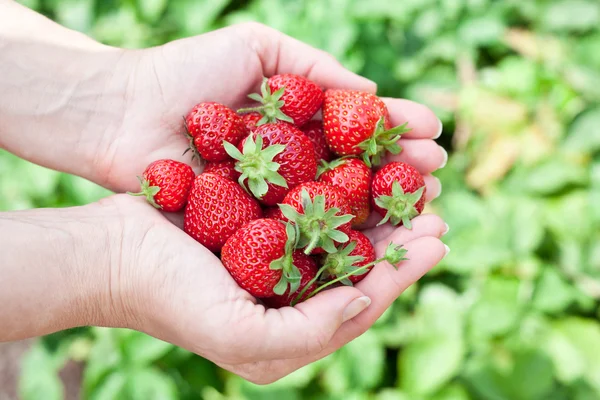 Las frutas de fresa en las manos de una mujer . — Foto de Stock