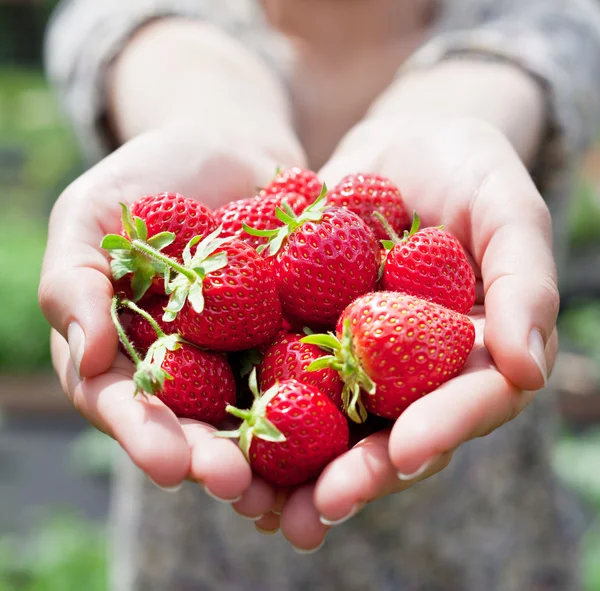 Erdbeerfrüchte in den Händen einer Frau. — Stockfoto