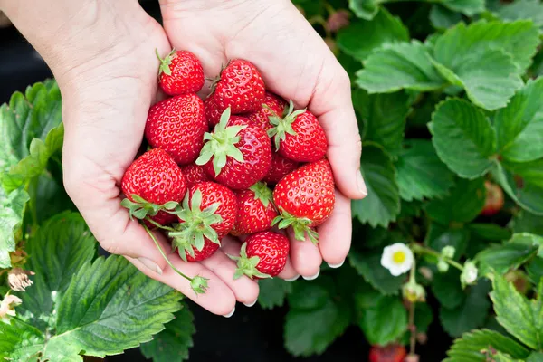 Frutos de morango nas mãos de uma mulher . — Fotografia de Stock