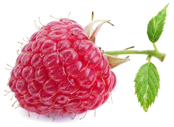 Een rijke raspberry vruchten geïsoleerd op een witte. — Stockfoto