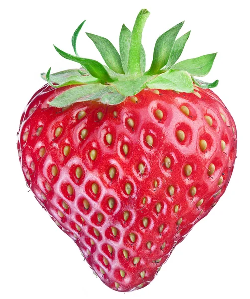 One rich strawberry fruit. — Stock Photo, Image