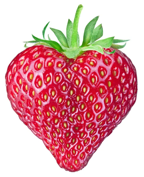Un fruit de fraise riche . — Photo