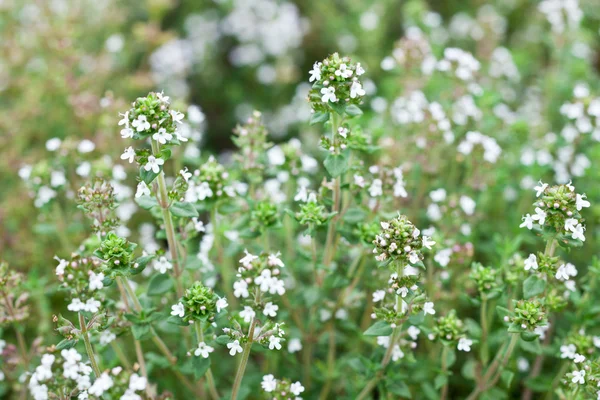 百里香草本植物在开花. — 图库照片