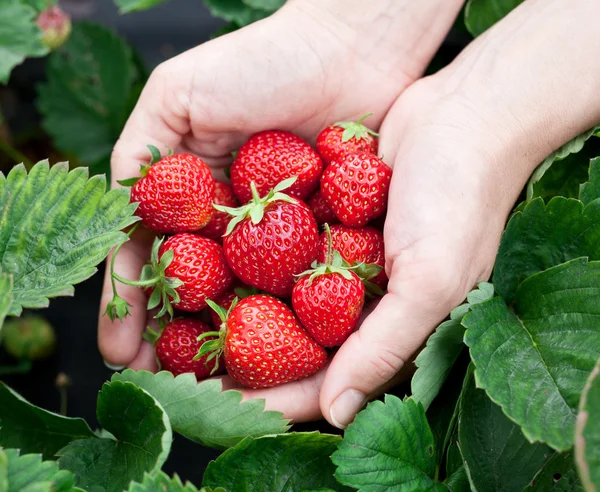 Strawberry fruits in a woman's hands. Stock Photo