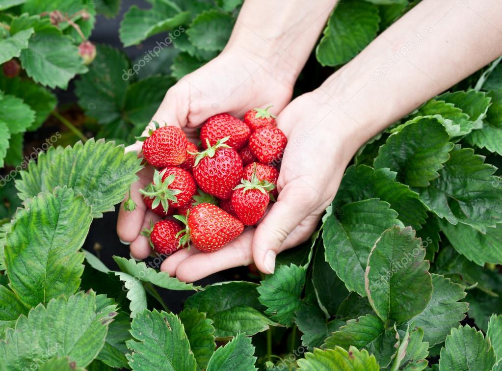 Strawberry fruits in a woman's hands.