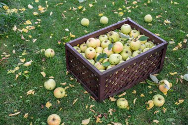 Tahta kutularda olgun elmalar. Sonbahar meyve bahçesinde organik meyve hasadı..