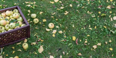 Tahta kutularda olgun elmalar. Sonbahar meyve bahçesinde organik meyve hasadı..