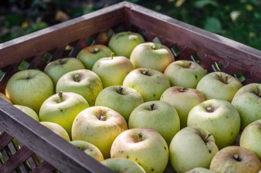 Tahta kutularda olgun elmalar. Sonbahar meyve bahçesinde organik meyve hasadı. Yakın plan..