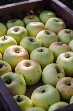 Tahta kutularda olgun elmalar, yakın plan..