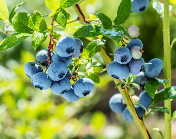 Olgun Yaban Mersini Bilberry Bir Yabanmersini Çalısı Üzerinde Doğa Arka — Stok fotoğraf