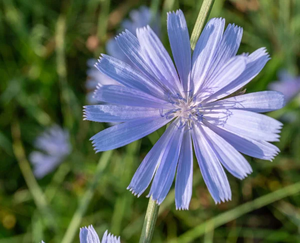 Virágzó Cikórianövény Gyönyörű Kék Virágok Záródnak Természetvédelmi Háttér — Stock Fotó