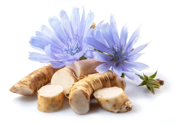 Chicory Flowers Roots Close White Background — Stock Photo, Image