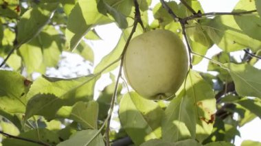 Altın elmaları toplayan bir adamın eli ağaçtan elma toplar..