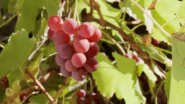 Roze Druiven Een Wijnstruik Warme Herfstzon Dolly Beweging — Stockvideo