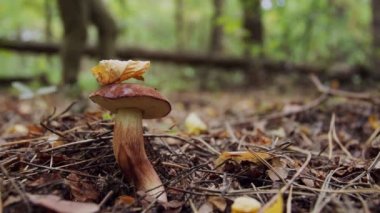 Olgun körfez bolete mantarları (badius) sonbahar ormanında, arka planda, odak dışında, bir mantar toplayıcı mantar topluyor.