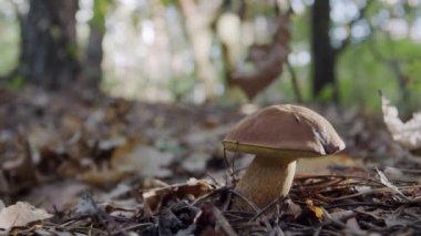 Sonbahar ormanında olgun mantar mantarı, mantar toplayıcısının eli mantar bıçağıyla bolete mantarı keser.. 