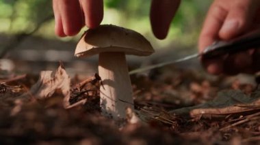 Sonbahar ormanında olgun porcini mantarları (boletus veya cep), mantar toplayıcısının eli mantar bıçağıyla büyük bir porcini mantarını keser.. 