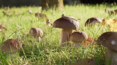 Olgun porcini mantarları (boletus veya cep) bir sonbahar ormanında, aşağıdan çekiliyor, oyuncak bebek kamera hareketi.
