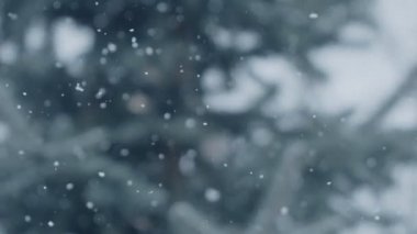 Mavi ladin dallarının arka planına rastgele kar yağar. Sakin bir kış Noel arkaplanı.