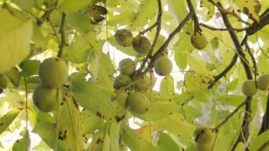 Bir ceviz ağacının üzerinde yeşil kabuklu birkaç olgun ceviz. 